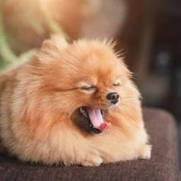 【動物看護士執筆】犬のあくびが病気のサインの可能性もある？