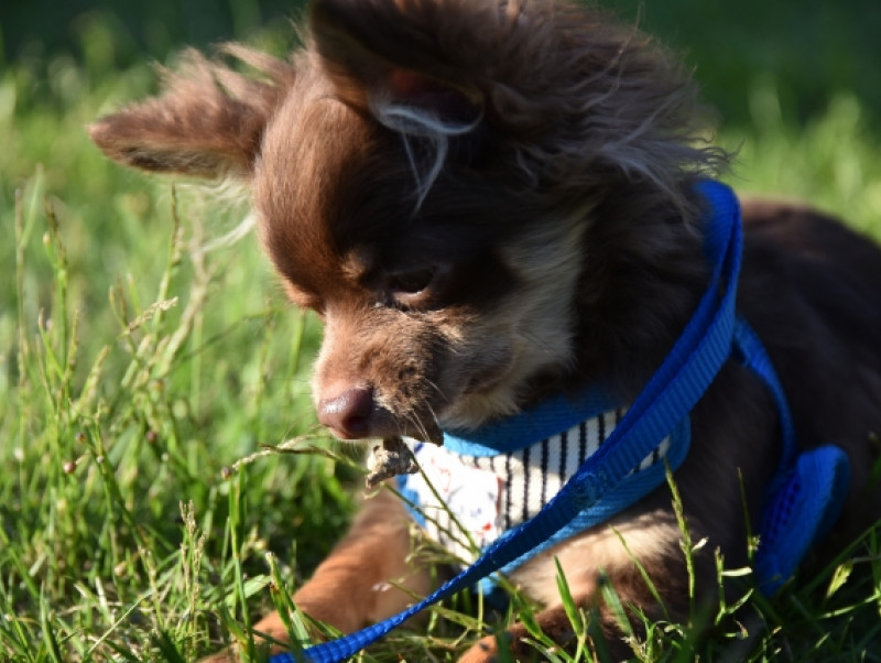 犬の拾い食いがダメな理由とは？やめさせるコツについても解説