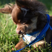 犬の拾い食いがダメな理由とは？やめさせるコツについても解説