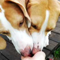 【動物看護士執筆】犬の早食いに要注意！気を付けるポイントをご紹介