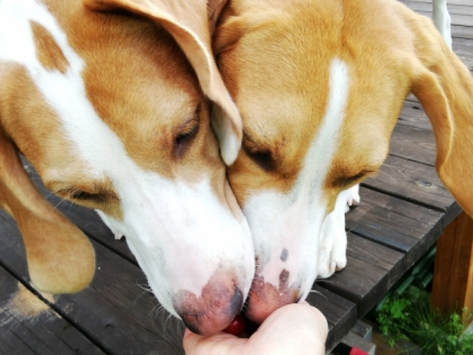 【動物看護士執筆】犬の早食いに要注意！気を付けるポイントをご紹介