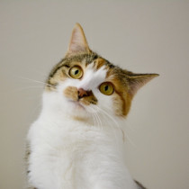 猫がストレスを感じるのはどんな時？ストレスの原因と軽減方法とは