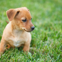 【獣医師執筆】犬に起こる子宮内膜炎及び子宮蓄膿症