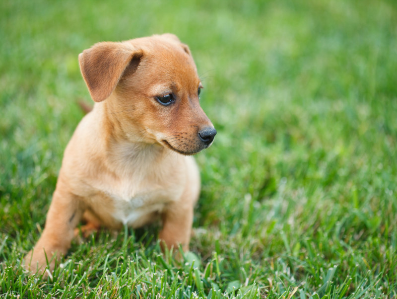 【獣医師執筆】犬に起こる子宮内膜炎及び子宮蓄膿症