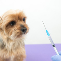 狂犬病ワクチンの接種が必要な理由とは？発生状況や接種方法を解説