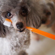 6月4日～10日は「歯と口の健康週間」　愛犬のお口の健康について考えてみよう