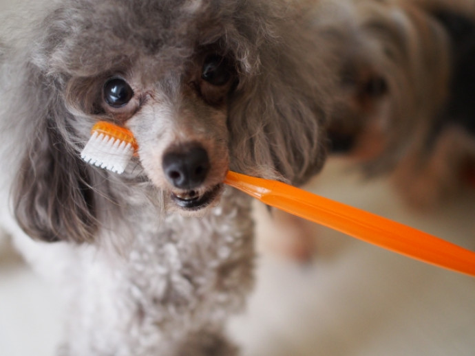 6月4日～10日は「歯と口の健康週間」　愛犬のお口の健康について考えてみよう