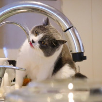猫の飲み水は水道水でいいの？猫の適切な水分量とは