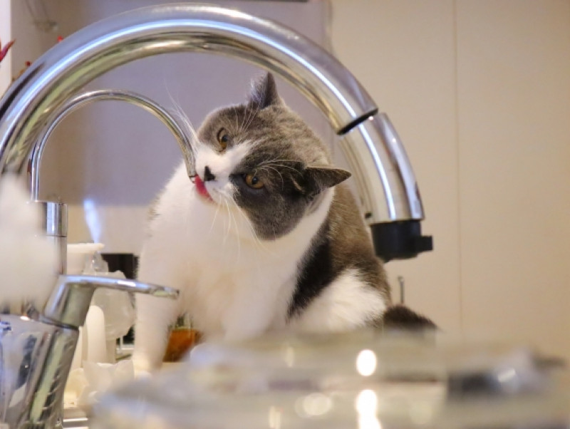 猫の飲み水は水道水でいいの？猫の適切な水分量とは