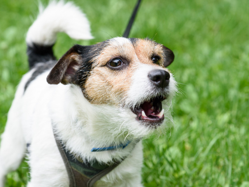 愛犬の無駄吠えの理由とは？愛犬の無駄吠え対策法をご紹介