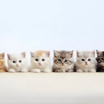 8月8日は世界猫の日！世界中が猫を愛する日にあなたができる小さな行動