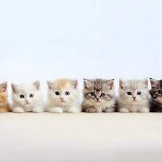 8月8日は世界猫の日！世界中が猫を愛する日にあなたができる小さな行動