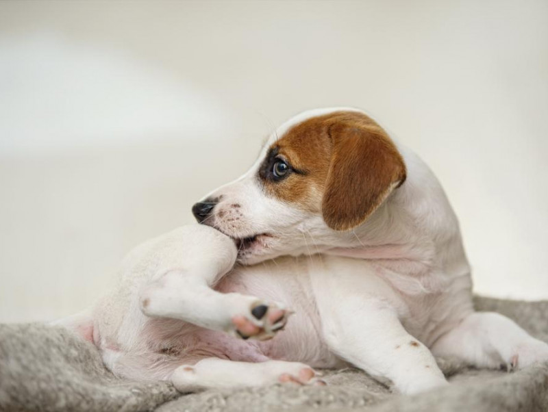 夏にも多い犬の犬の皮膚トラブル！3つの皮膚トラブルをご紹介