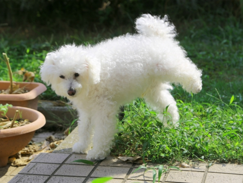 寒くなると気を付けたい、犬の膀胱炎の症状や予防方法