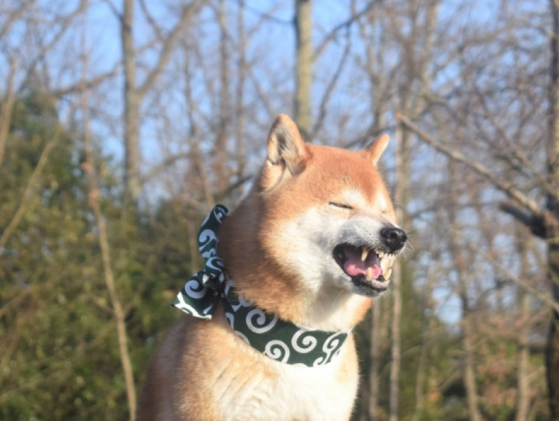 秋に気をつけたい犬の花粉症　代表的な症状や対策について紹介