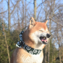 秋に気をつけたい犬の花粉症　代表的な症状や対策について紹介