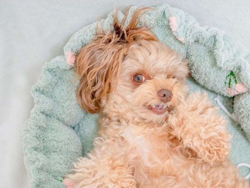 犬がよくする基本の寝相や寝言についてご紹介