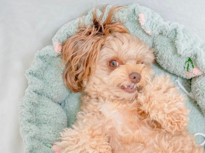 犬がよくする基本の寝相や寝言についてご紹介