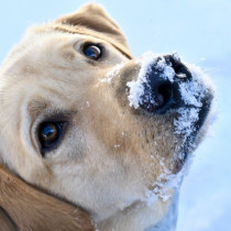 冬に多い犬の火傷や凍傷について獣医師が解説