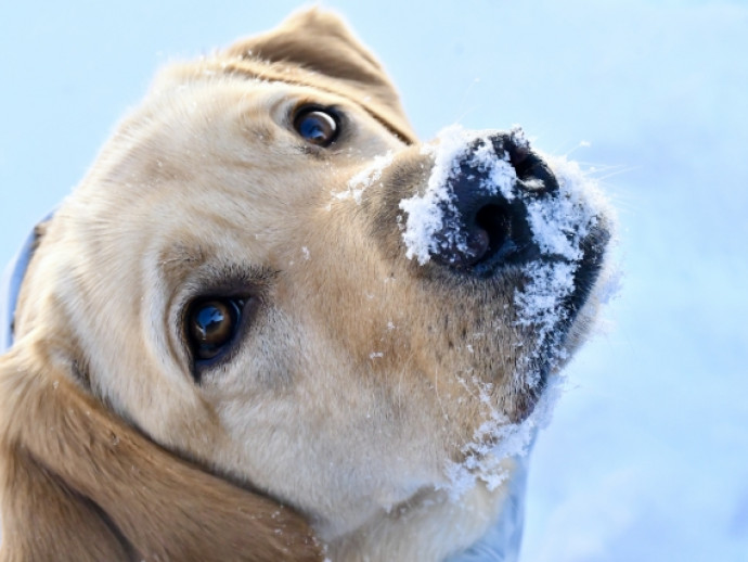 冬に多い犬の火傷や凍傷について獣医師が解説