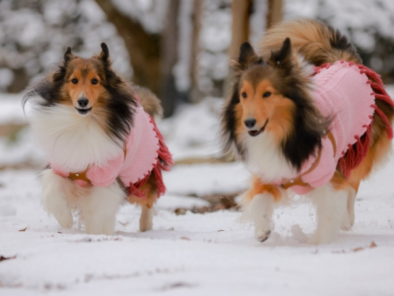 犬と雪遊びを楽しもう！準備したいアイテムや終わったあとのケアを紹介