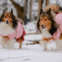 犬と雪遊びを楽しもう！準備したいアイテムや終わったあとのケアを紹介