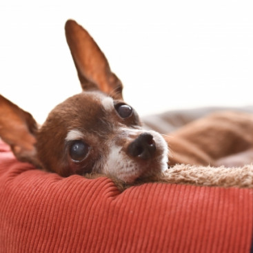 犬の目が白く濁って見えるのは白内障かも？原因や治療法を解説