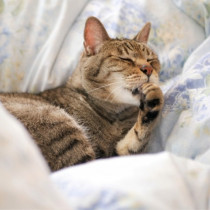 日常生活でわかるシニア猫の3つの行動変化と5つの体調変化