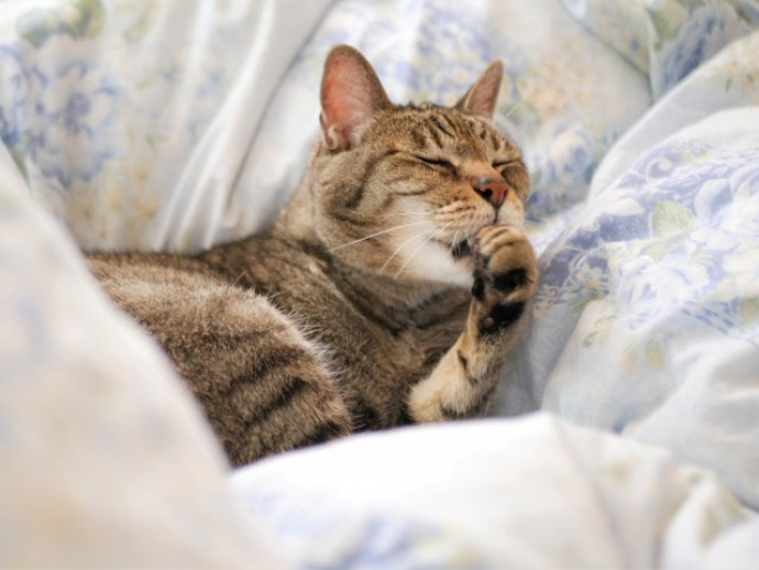 日常生活でわかるシニア猫の3つの行動変化と5つの体調変化