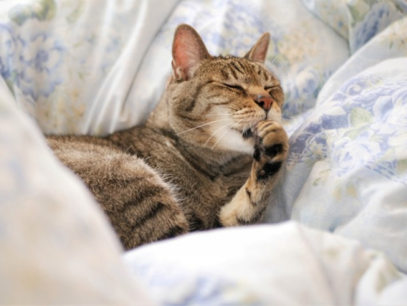 日常生活でわかるシニア猫の3つの行動変化と5つの体調変化