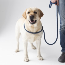 2025年4月30日は「国際盲導犬の日」！飼育ボランティアの現状について