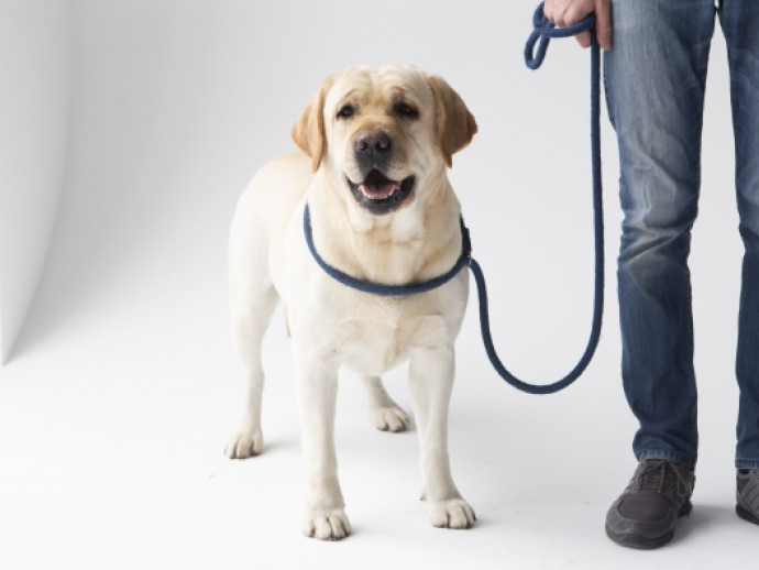 2025年4月30日は「国際盲導犬の日」！飼育ボランティアの現状について