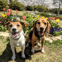5月13日は愛犬の日！感謝を伝えるためにやりたいこと4つ