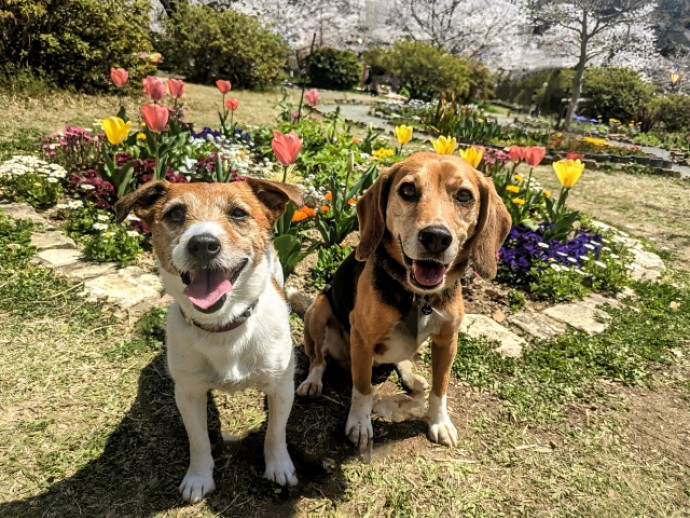 5月13日は愛犬の日！感謝を伝えるためにやりたいこと4つ