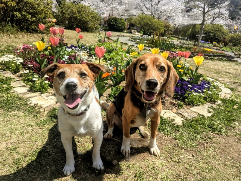 5月13日は愛犬の日！感謝を伝えるためにやりたいこと4つ