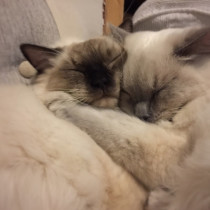 6月4日は「ねこちゃんとハグする日」！ねこちゃんと最高のハグで絆を深めよう