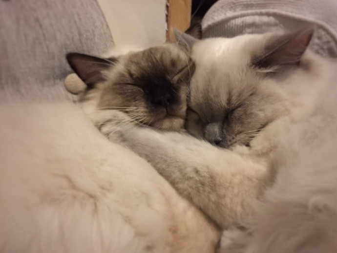 6月4日は「ねこちゃんとハグする日」！ねこちゃんと最高のハグで絆を深めよう