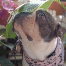 梅雨時の犬がかかりやすい病気は？快適に過ごすためのポイントも紹介