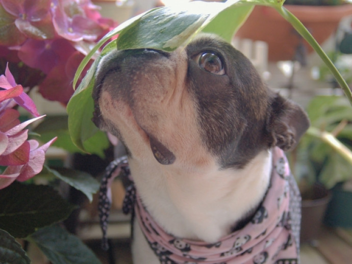 梅雨時の犬がかかりやすい病気は？快適に過ごすためのポイントも紹介