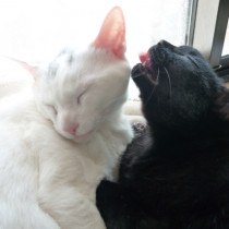 猫ちゃんが吐く5つの原因｜すぐに受診すべき症状と日常ケア方法