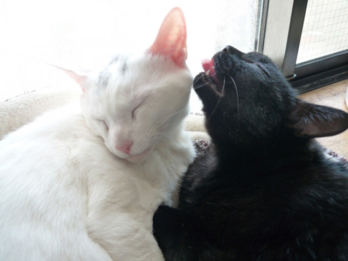 猫ちゃんが吐く5つの原因｜すぐに受診すべき症状と日常ケア方法