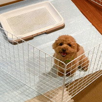 愛犬が粗相をするのはなぜ？おもな理由と対策について紹介！
