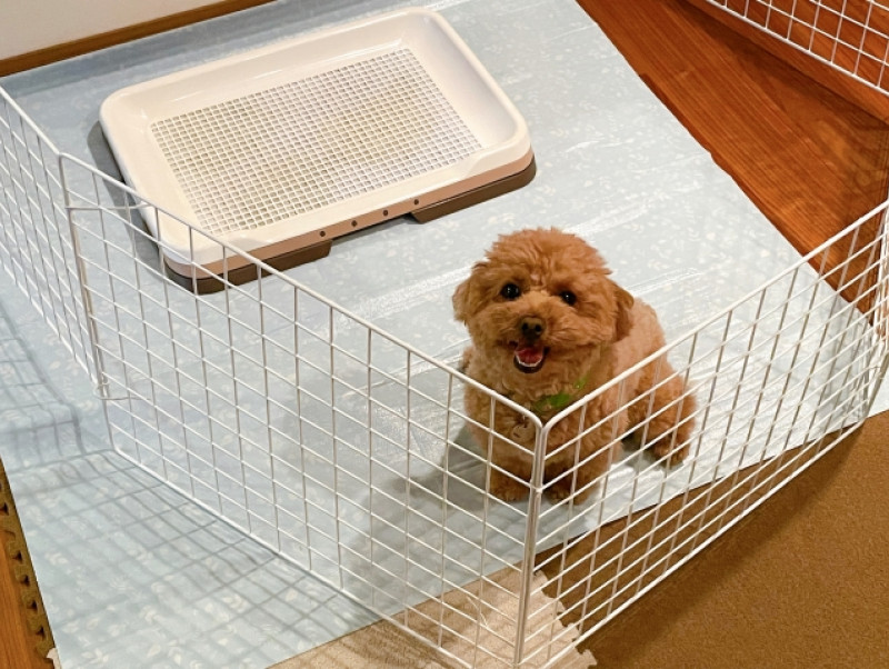 愛犬が粗相をするのはなぜ？おもな理由と対策について紹介！