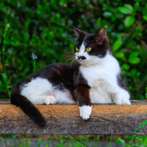 野良猫を見つけたときの対処法｜保護すべき？安全な対応を解説