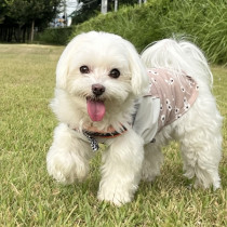 犬のかわいさ再確認！犬をかわいいと感じるのには科学的根拠がある？