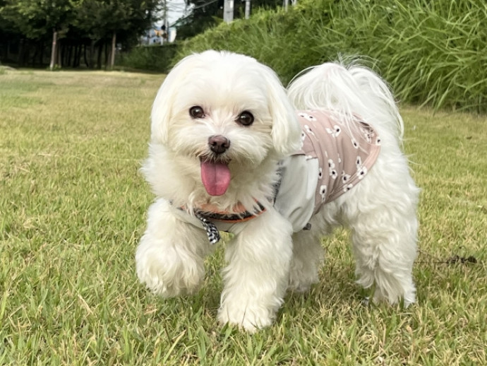 犬のかわいさ再確認！犬をかわいいと感じるのには科学的根拠がある？