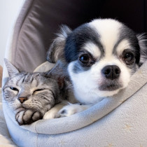 11月22日はThanks Pets Day！ペットに感謝を伝えるアイデア集