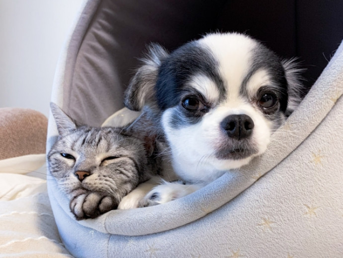 11月22日はThanks Pets Day！ペットに感謝を伝えるアイデア集