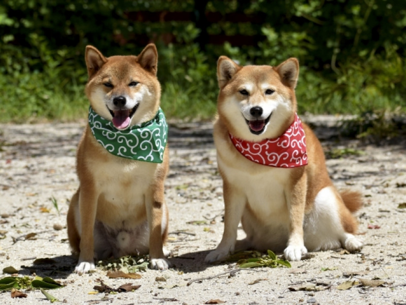 犬の日の由来や犬関連の記念日などを紹介