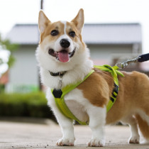 犬も寒暖差に要注意！体調不良のサインや対策について紹介